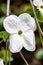 A closeup of some dogwood blooming in the garden.