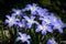 Closeup of some Glory-of-the-snow flowers Chionodoxa luciliae in spring