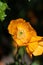 A closeup of some orange Papaver flowers.