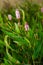 Closeup of some red budding Persicaria amplexicaulis or mountain fleece plants between blossoming on a sunny day in the