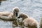 A closeup of some swan chicks.