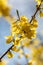 A closeup of some yellow Forsythia flowers blooming in the garden.
