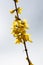 A closeup of some yellow Forsythia flowers blooming in the garden.