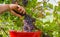 Closeup of someone cutting a grape bunch in a vine during the grape harvest. South Tyrol, Trentino Alto Adige, northern Italy