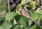 Closeup of Song Sparrow in leafy shrub,Ontario