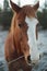 Closeup of Sorrel Horse Head with White Stripe on Face, Selective Focus