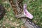 Closeup of a Southern African Rock Python yawning, opening her mouth