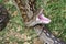 Closeup of a Southern African Rock Python yawning, opening her mouth