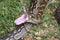 Closeup of a Southern African Rock Python yawning, opening her mouth