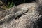 Closeup of a southern alligator lizard
