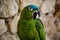 Closeup of a southern mealy parrot (Amazona farinosa) against a rock wall