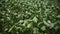 Closeup of soybean plants plagued by dry wind in the dry season