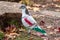 Closeup of Spain\\\'s painted racing pigeon