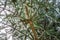 Closeup of spanish fir Pinsapo branches texture