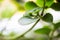 Closeup of spearmint leaves and branches growing in the flower pot on the kitchen window sill. Herbal plant. Shallow depth of