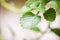 Closeup of spearmint leaves and branches growing in the flower pot on the kitchen window sill. Herbal plant. Shallow depth of