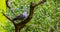 Closeup of a speckled african pigeon standing on a tree branch, tropical dove specie from Africa