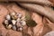 Closeup of speckled quail eggs, twigs of rosemary, dried up bay leaves on a light paper background.