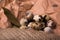 Closeup of speckled quail eggs, twigs of rosemary, dried up green bay leaves on a light paper background.