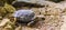 Closeup of a speckled tortoise, small turtle specie from Africa, Endangered tropical animal specie