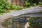 Closeup of Spectacled caiman swimming in pond