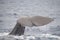 Closeup of a sperm whale's caudal fin swimming on the surface of the Ligurian sea