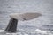 Closeup of a sperm whale's caudal fin swimming on the surface of the Ligurian sea