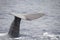 Closeup of a sperm whale's caudal fin swimming on the surface of the Ligurian sea