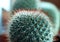 Closeup sphere cactus grown in the pot. a succulent plant with a thick, fleshy stem that typically bears spines.