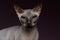 Closeup Sphynx Cat Looking in camera on purple