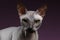 Closeup Sphynx Cat Looking in camera on purple