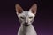 Closeup Sphynx Cat Looking in camera on purple