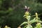 Closeup of Spicebush Swallowtail Butterfly