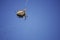 Closeup of spider on cobweb in sunlight waiting for victim in sunny vineyard