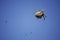 Closeup of spider and flies on cobweb in sunlight on blue sky background