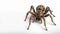 closeup of Spider on isolated white background