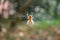 Closeup of a spider in a large web on the woods