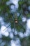 Closeup - Spider on spiderweb against nature bokeh background. O