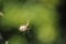 Closeup of spider in sunlight on cobweb on blurred green leaves background