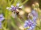 Closeup spider Synema globosum eating wasp Polistes dominula on purple cornflower