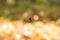 Closeup spider on a web in a forest