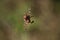 A closeup of a spider on a web wrapping up a green insect