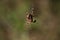 A closeup of a spider on a web wrapping up a green insect