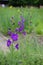 Closeup of spike of purple flowers of larkspur