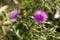 Closeup of Spiked Fuchsia Flowers Growing in the wild at a National Refuge