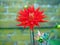 Closeup of a spiky colorful red Semi-Cactus Dahlia with double-flowering bloom with long, half rolled petals and brick wall backgr
