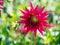 Closeup of a spiky colorful red semi-Cactus Dahlia with double-flowering bloom with long, half rolled petals and green background