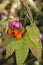 Closeup spindle tree euonymus verrucosus branch with leaves and seeds