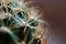 Closeup spines of a green desert cactus plant