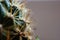 Closeup spines of a green desert cactus plant